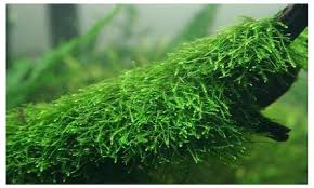 Java Moss