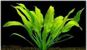 Amazon Sword Compacta – Easy, Hardy Live Aquarium Plant (Echinodorus bleheri ‘Compacta’)