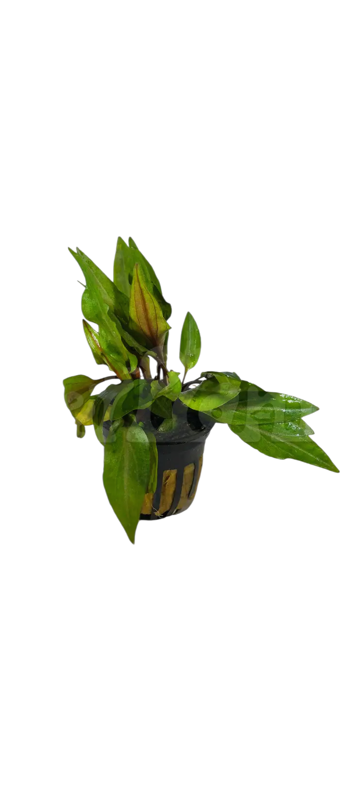🌿 Cryptocoryne Undulata – Hardy, Wavy-Leaf Aquarium Plant for Midground Beauty