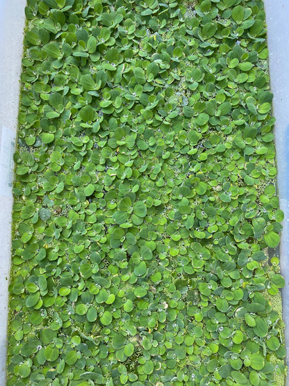 Dwarf Water Lecttuce & Red Root Floater Bundle- Aquarium plants - Beginner Plants
