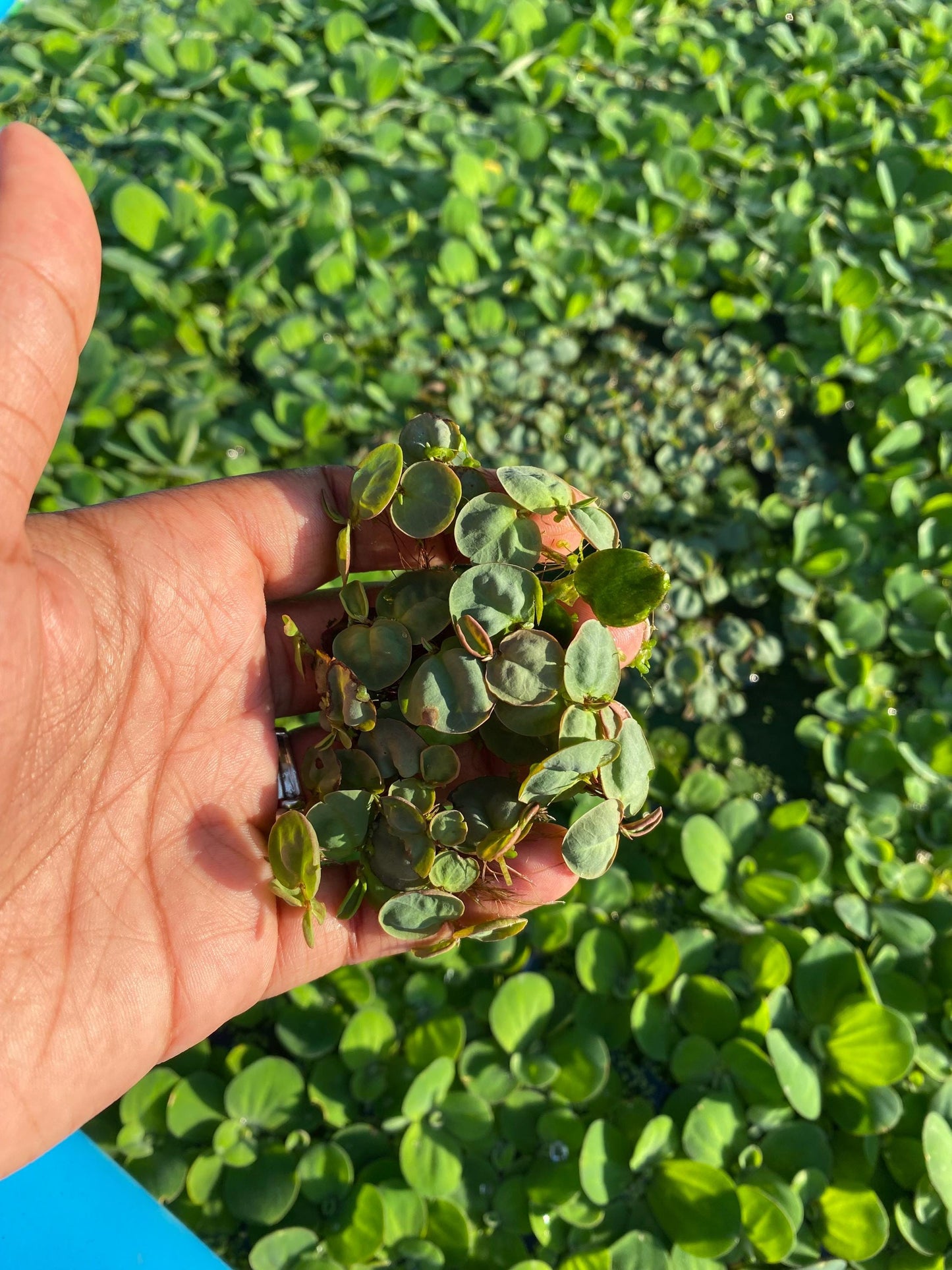 Red Root Floaters  Live Aquatic Plants for Aquarium | Natural Cover Floating Plant