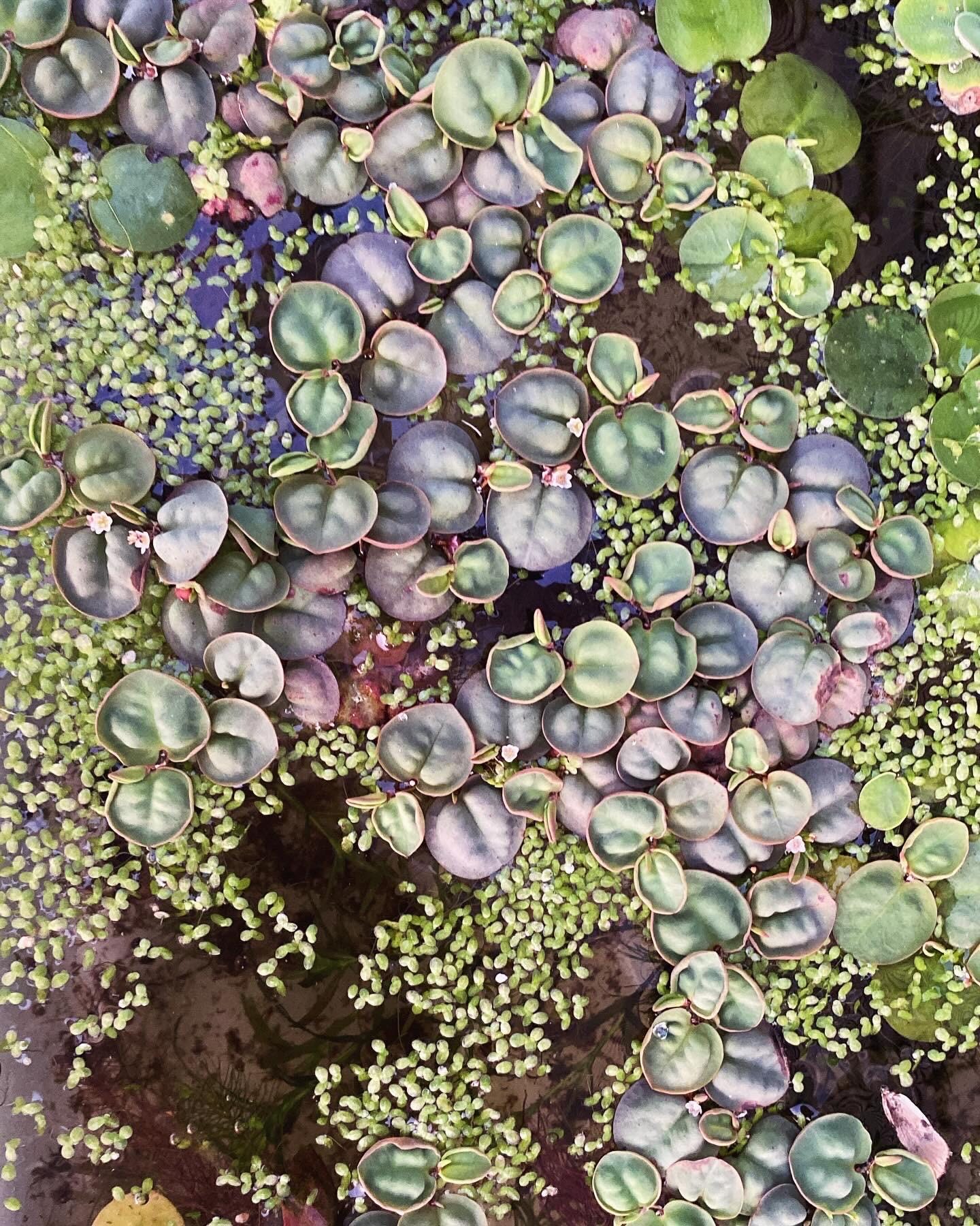 Red Root Floaters  Live Aquatic Plants for Aquarium | Natural Cover Floating Plant