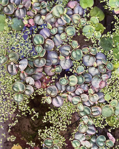 Red Root Floaters  Live Aquatic Plants for Aquarium | Natural Cover Floating Plant