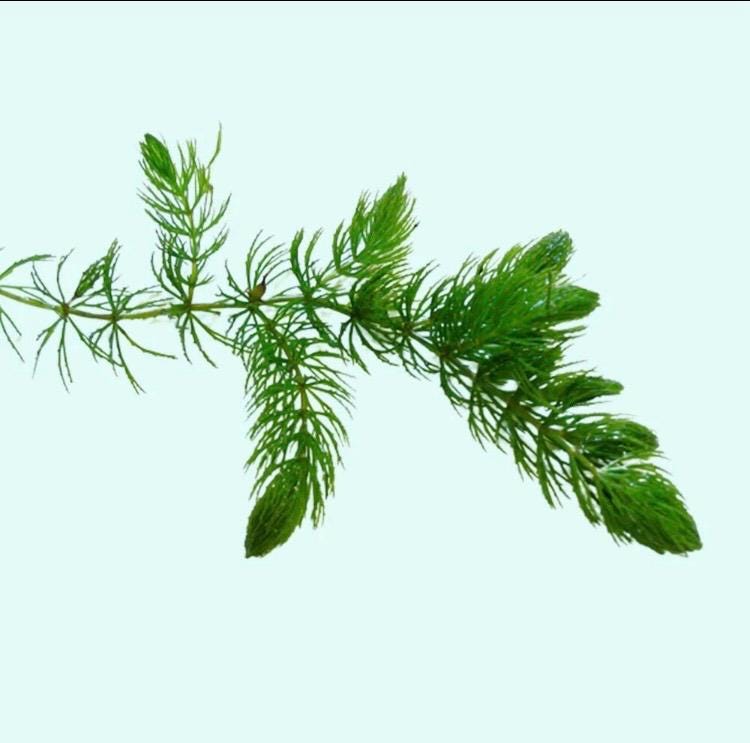 Lush Hornwort (coontail) Plant: Beginner Aquarium Plant