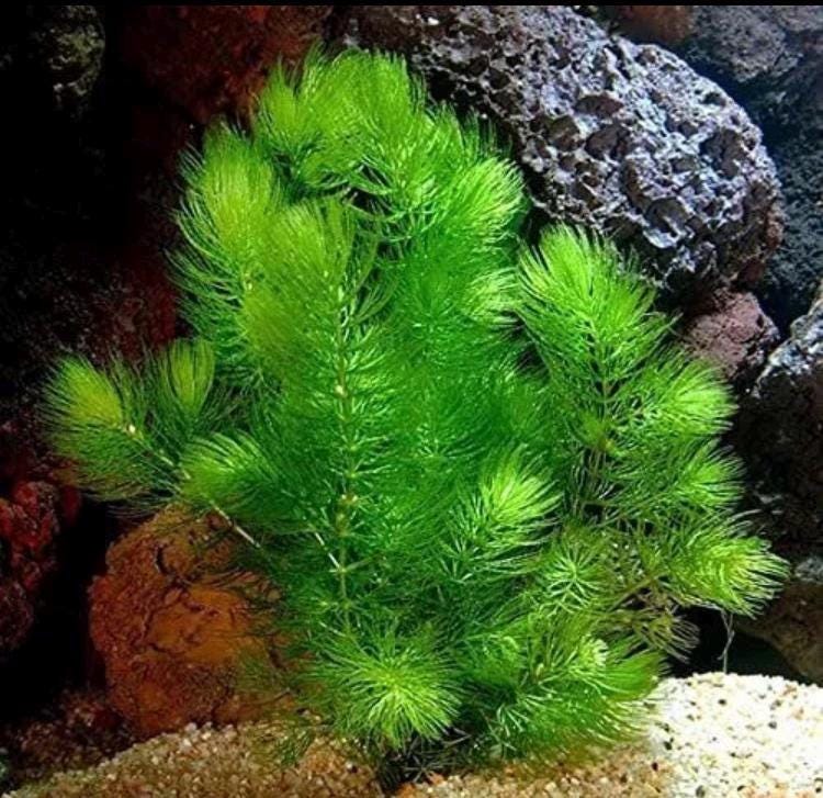Lush Hornwort (coontail) Plant: Beginner Aquarium Plant