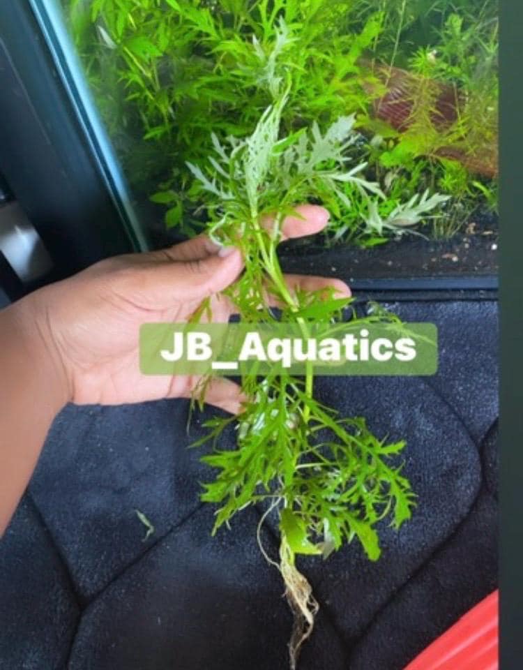 Water Wisteria – Fast-Growing, Easy Live Aquarium Plant (Hygrophila difformis)
