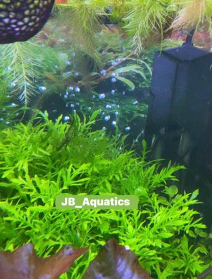 Water Wisteria – Fast-Growing, Easy Live Aquarium Plant (Hygrophila difformis)