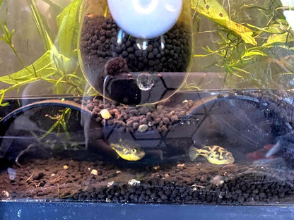 Aquarium Cave Hideout for Shrimp & Small Fish - Wavy Hideout Design