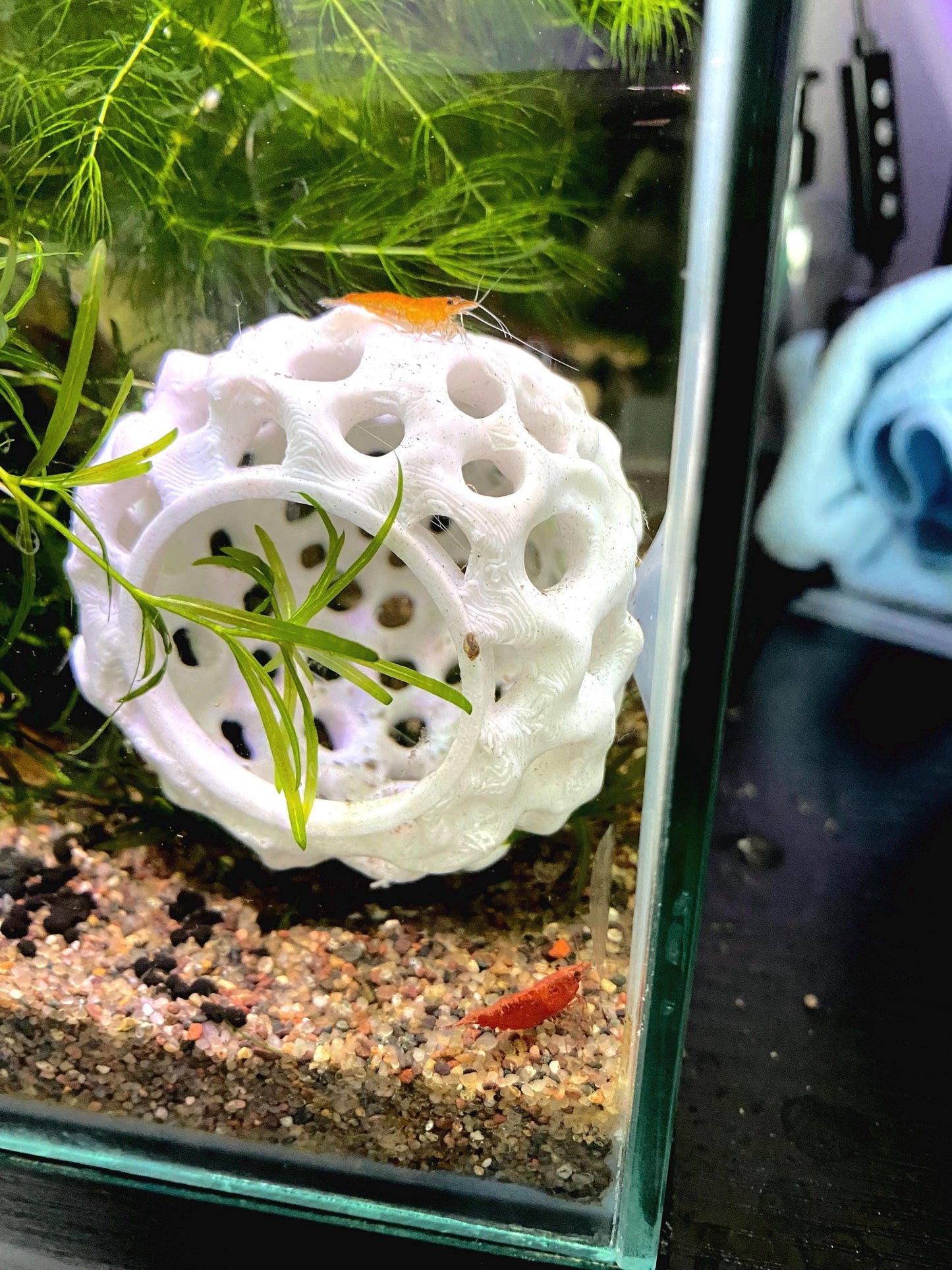 Hideout For Shrimp - Aquarium Decor - Dome Shaped Hide