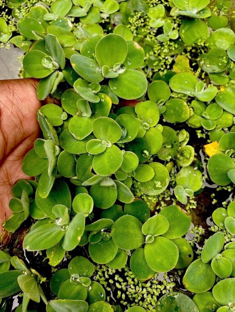 Dwarf Water Lettuce - Live Floating Aquarium Plant