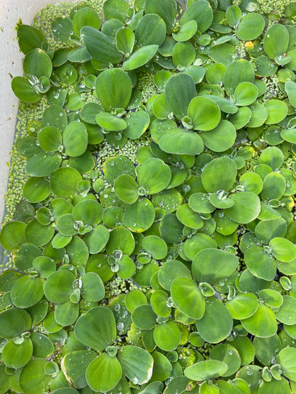 Dwarf Water Lecttuce & Red Root Floater Bundle- Aquarium plants - Beginner Plants