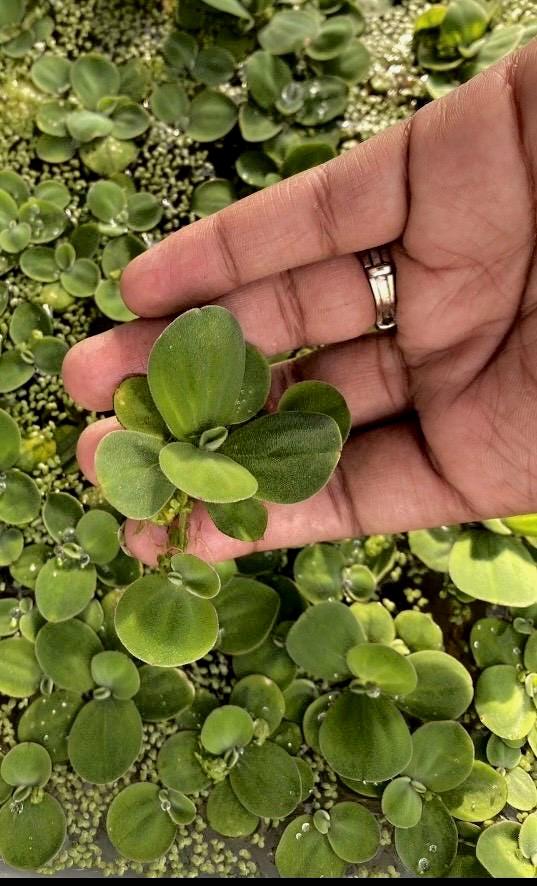 Dwarf Water Lettuce - Live Floating Aquarium Plant