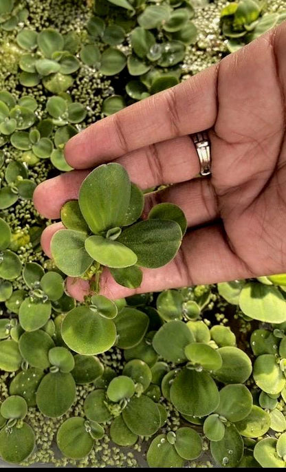 Dwarf Water Lettuce - Live Floating Aquarium Plant