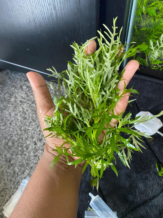 6 plant bundle, Low Tech Live Freshwater Aquarium. Floaters & rooted plants!