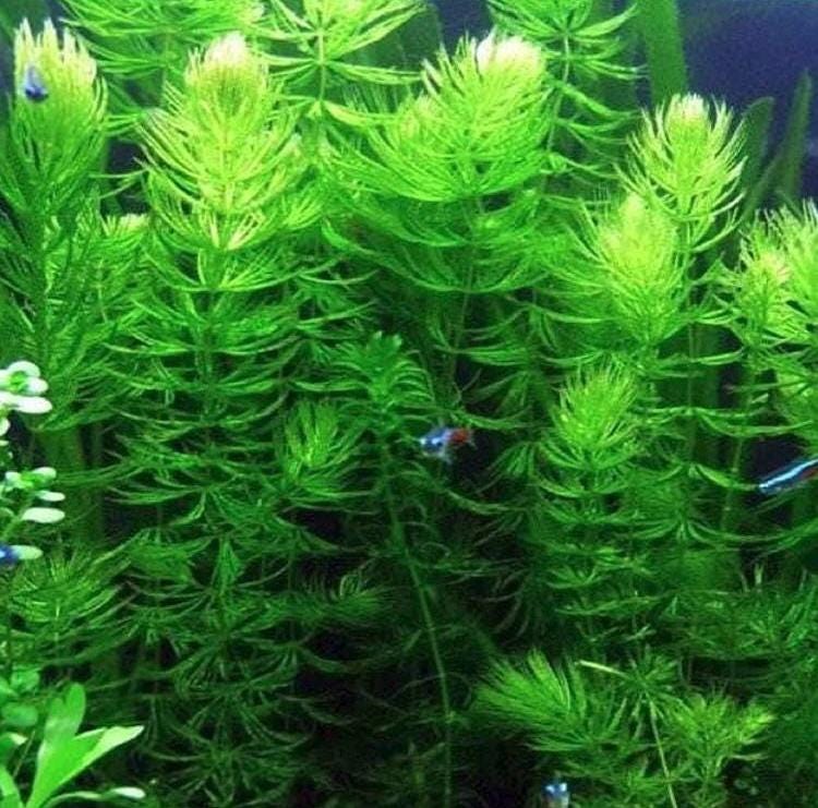 Lush Hornwort (coontail) Plant: Beginner Aquarium Plant