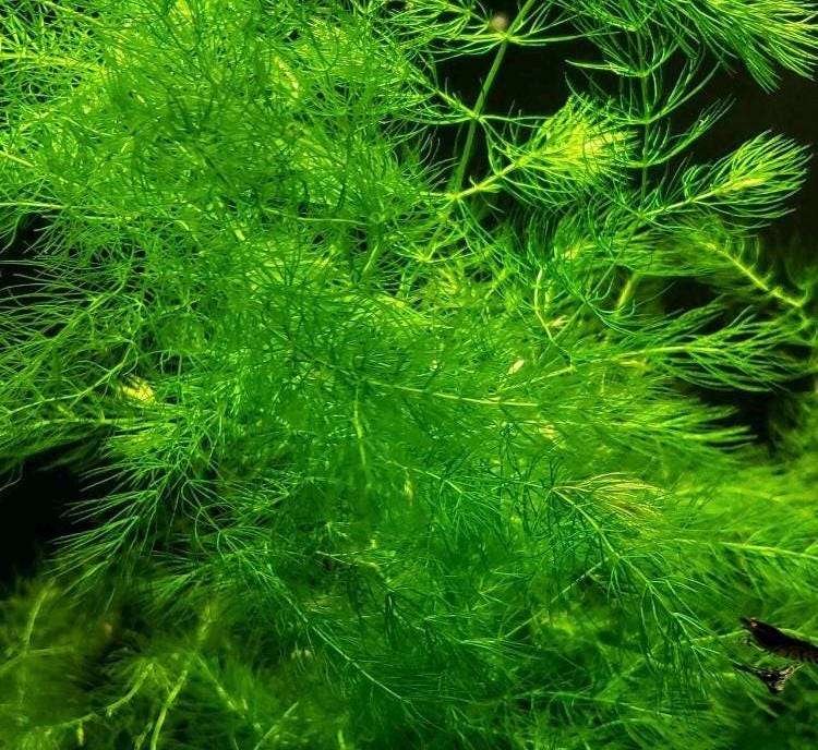 Lush Hornwort (coontail) Plant: Beginner Aquarium Plant