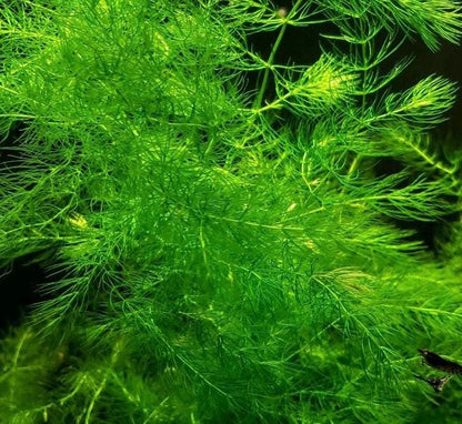 Lush Hornwort (coontail) Plant: Beginner Aquarium Plant