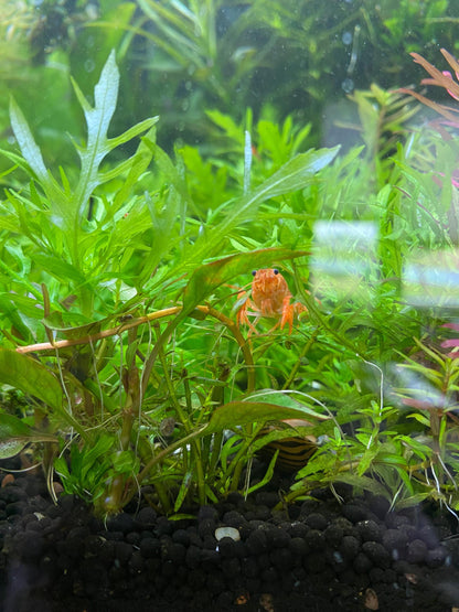 🌿 Easy Aquarium Plant Combo Pack – Hornwort, Java Fern, Water Wisteria & Guppy Grass - Great for Shrimp and Betta Tanks