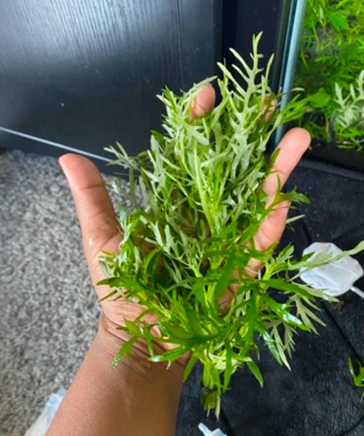 Water Wisteria – Fast-Growing, Easy Live Aquarium Plant (Hygrophila difformis)