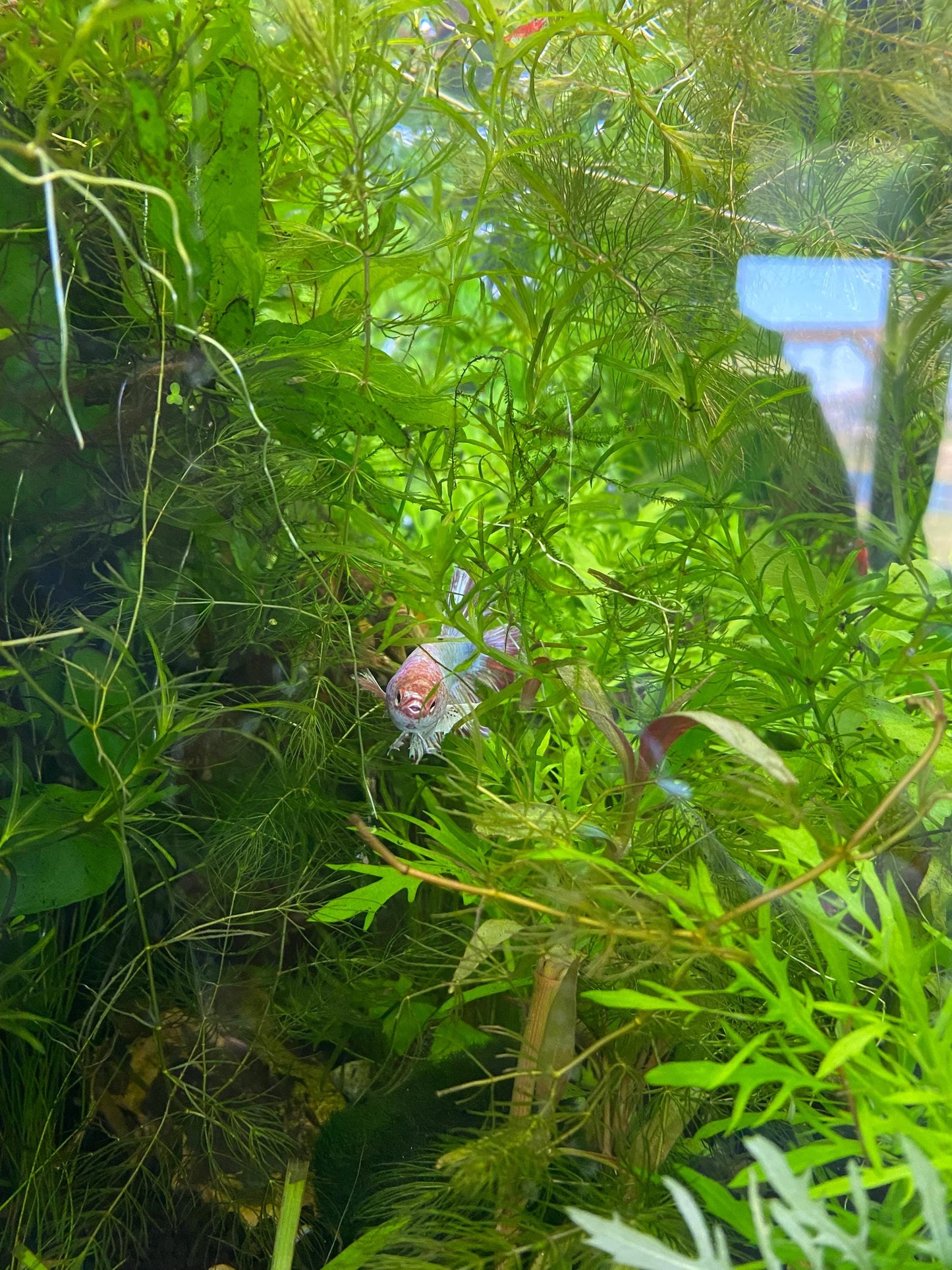 Water Wisteria – Fast-Growing, Easy Live Aquarium Plant (Hygrophila difformis)