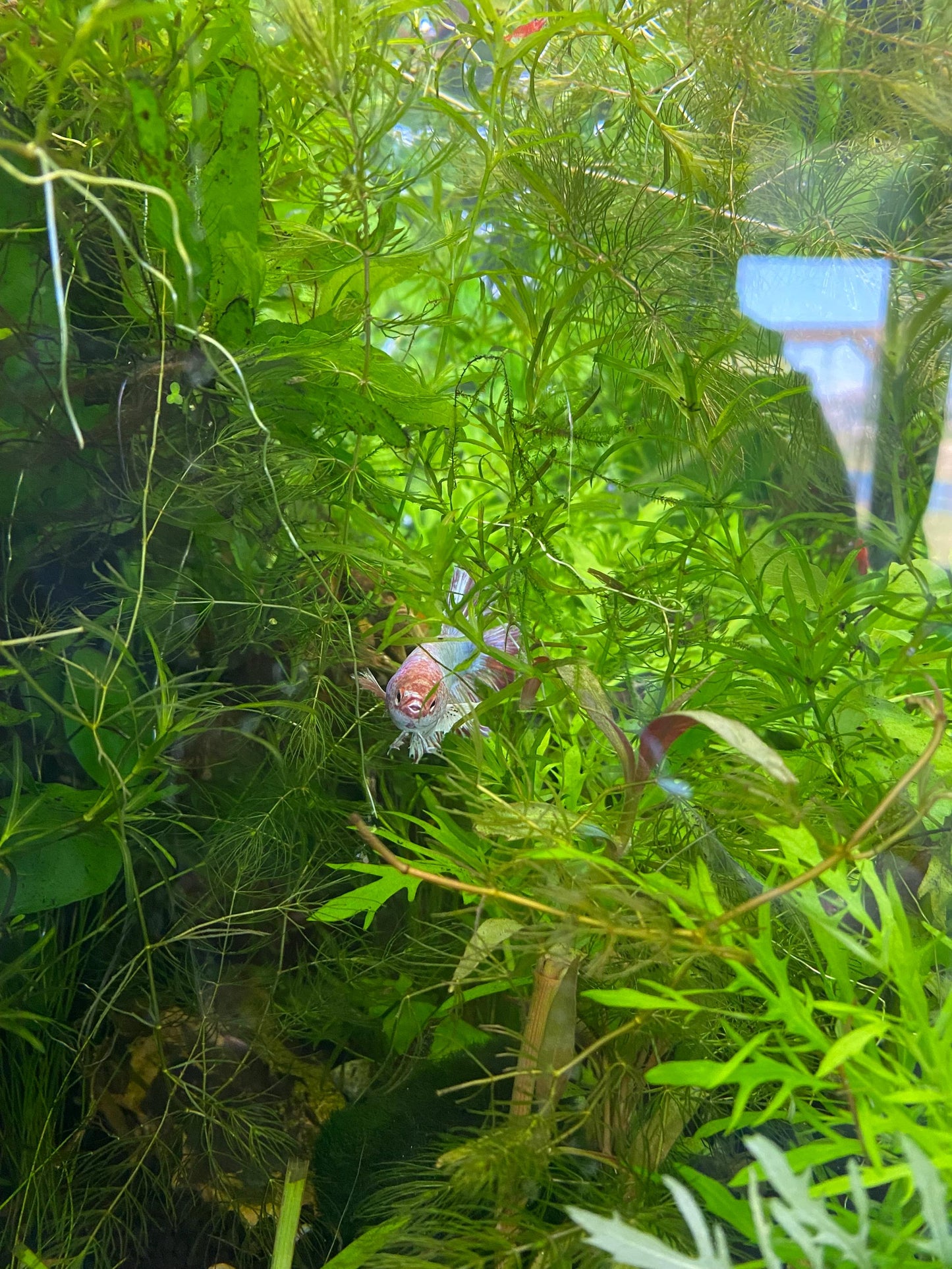 Water Wisteria (Hygrophila difformis) - Live Aquarium Plant - Beginner Plant - Low Maintenance