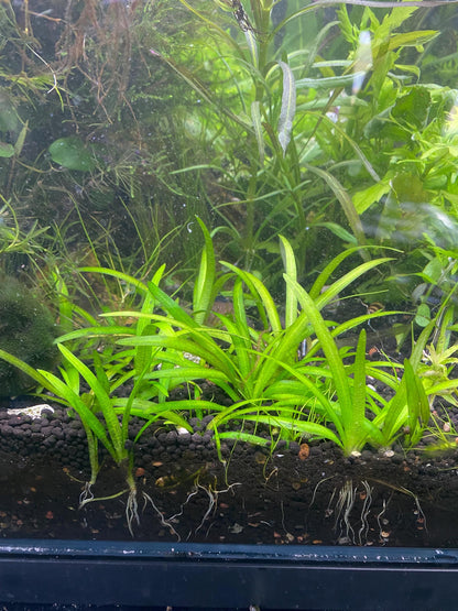6 plant bundle, Low Tech Live Freshwater Aquarium. Floaters & rooted plants!