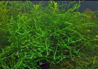 Java Moss Portion (Taxiphyllum Barbieri): Live Aquarium Plant - 3oz