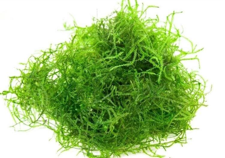 Java Moss Portion (Taxiphyllum Barbieri): Live Aquarium Plant - 3oz