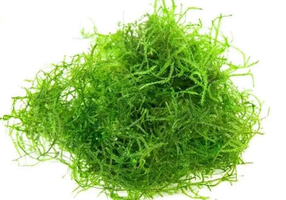 Pick your Own Beginner, Fast Growing Plant Bundle - You choose plants and bundle size!