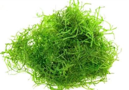 Java Moss Portion (Taxiphyllum Barbieri): Live Aquarium Plant - 3oz