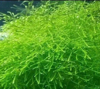 Java Moss Portion (Taxiphyllum Barbieri): Live Aquarium Plant - 3oz