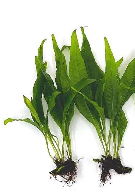 Java Fern – Hardy, Low-Light Aquarium Plant (Microsorum pteropus)