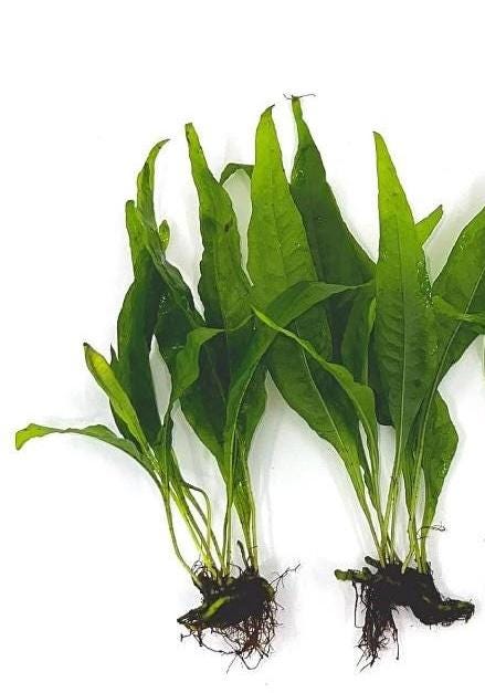 Java Fern: Live Aquarium Plant - Beginner Plant