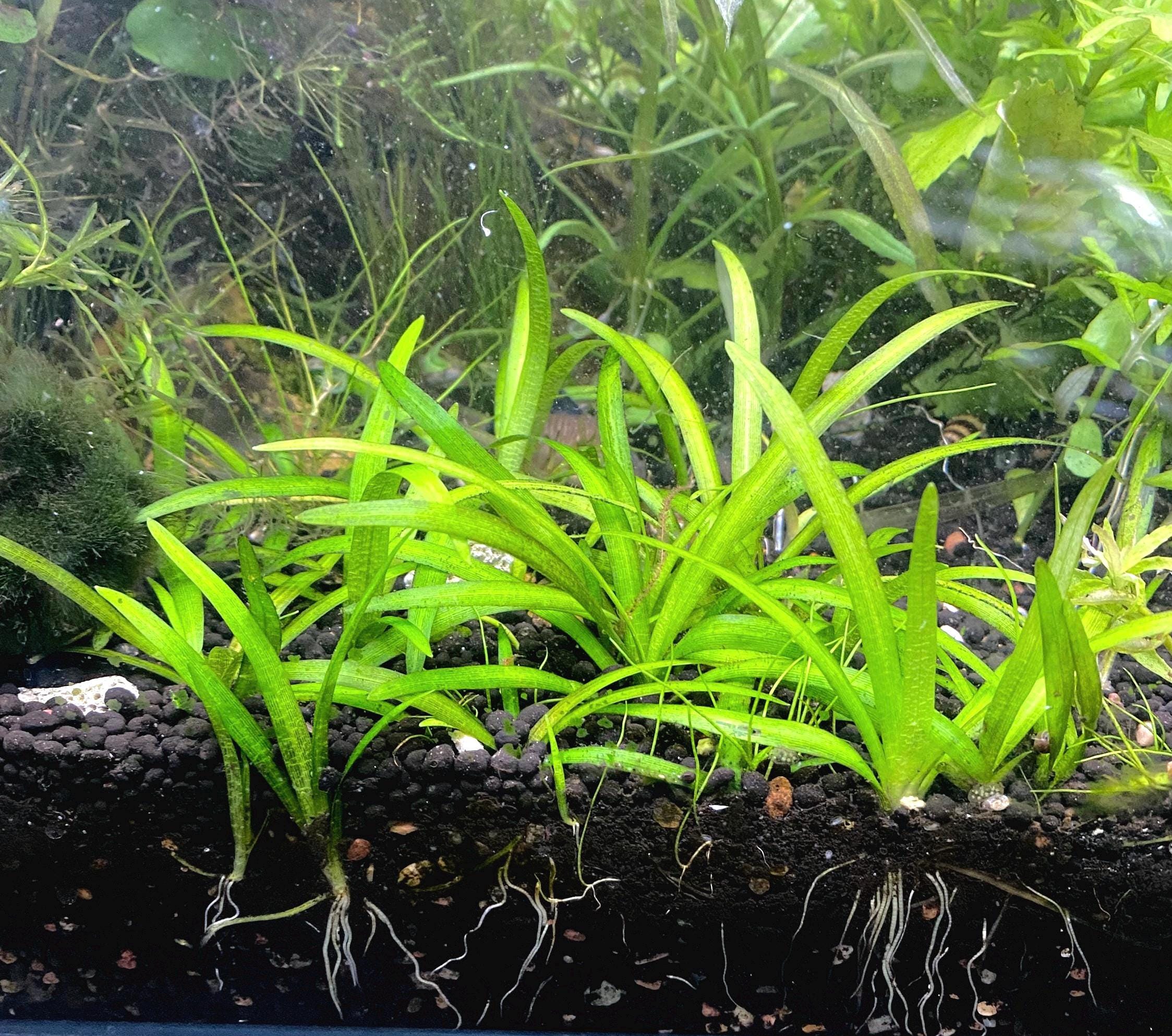 Dwarf Sagittaria - Live Aquarium Plant: Beautiful Carpet - Beginner Fr ...