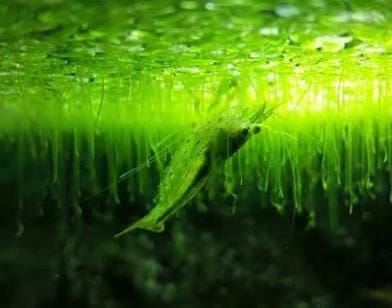 🌱 Duckweed – Tiny Floating Powerhouse for a Natural, Balanced Aquarium