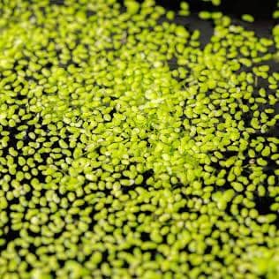🌱 Duckweed – Tiny Floating Powerhouse for a Natural, Balanced Aquarium