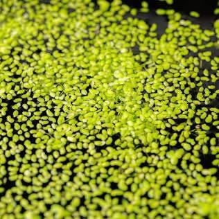 Duckweed (Lemna minor) And Salvinia Minima Combo- Easy Aquarium Plant: 4oz Portion