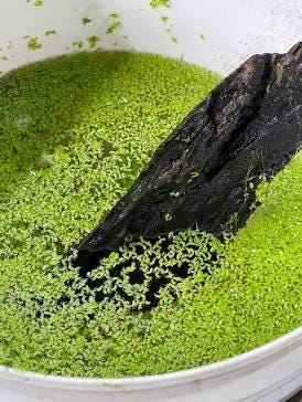 🌱 Duckweed – Tiny Floating Powerhouse for a Natural, Balanced Aquarium