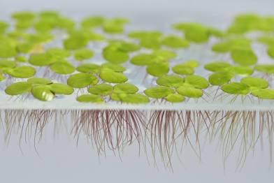 🌱 Duckweed – Tiny Floating Powerhouse for a Natural, Balanced Aquarium