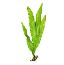 Java Fern – Hardy, Low-Light Aquarium Plant (Microsorum pteropus)