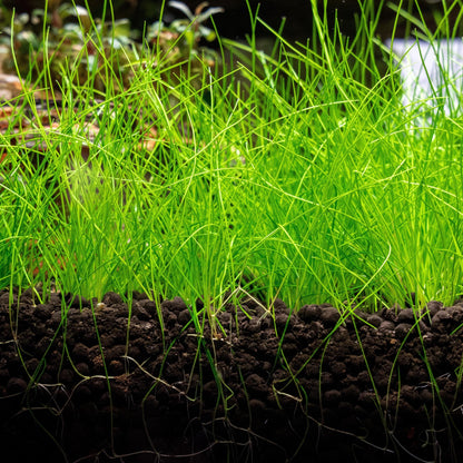 Dwarf Hair grass (Eleocharis): Beginner Aquarium Plant - Easy Care -
