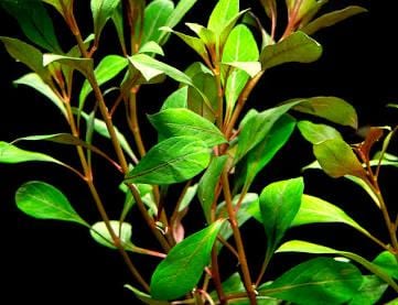 Dark Red Ludwigia – Vibrant Live Aquarium Plant (Ludwigia repens)