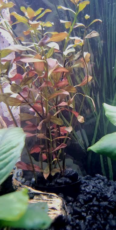 Dark Red Ludwigia – Vibrant Live Aquarium Plant (Ludwigia repens)
