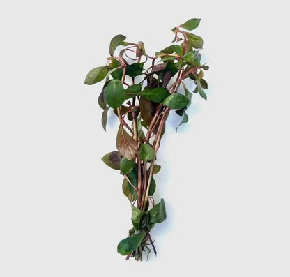 Dark Red Ludwigia – Vibrant Live Aquarium Plant (Ludwigia repens)