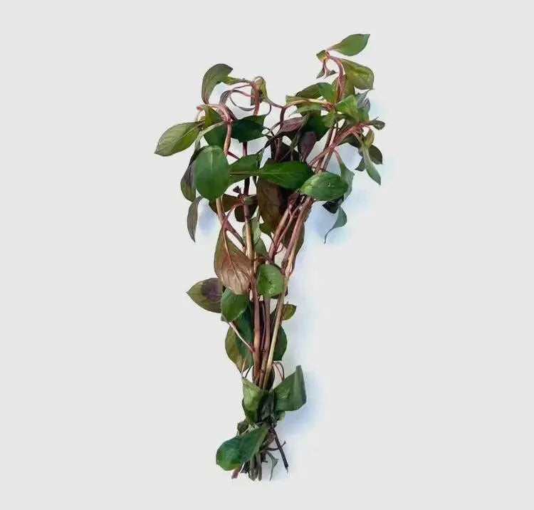 Super Red Ludwigia – Vibrant, Easy Live Aquarium Plant