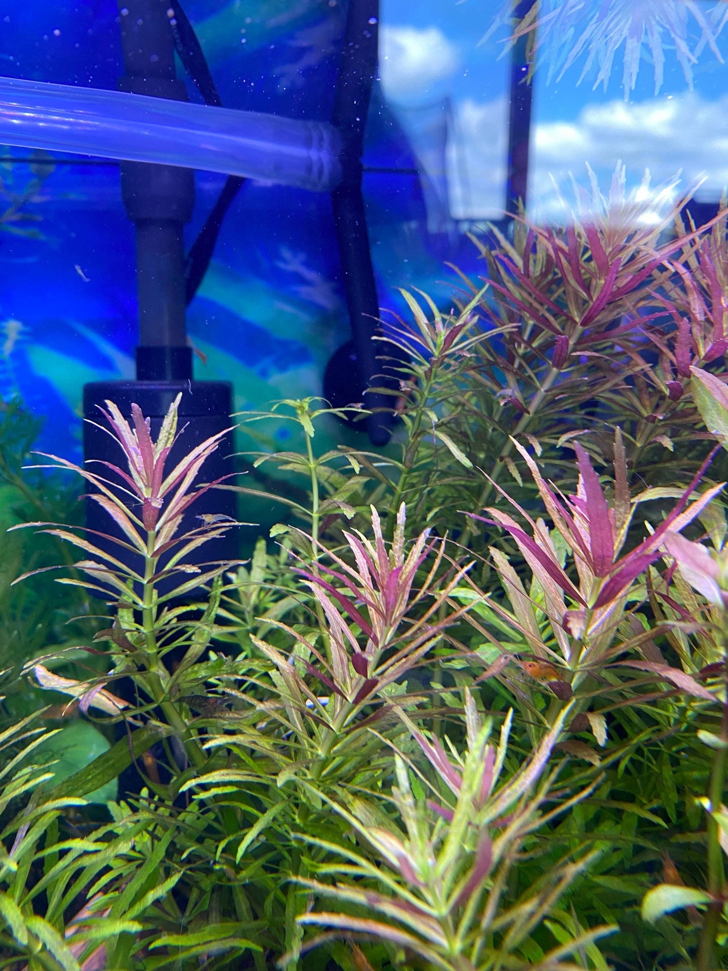 Limnophila Aromatica Live Aquarium Plant | Colorful Stem Plant for Aquascapes | Fast Growing Freshwater Plant