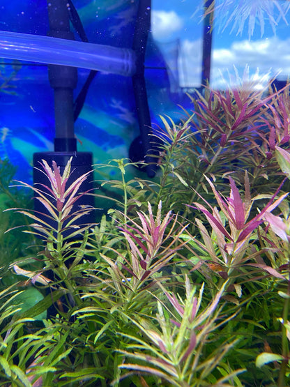 Limnophila Aromatica Live Aquarium Plant | Colorful Stem Plant for Aquascapes | Fast Growing Freshwater Plant