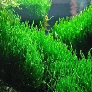 🔥 Flame Moss – Unique, Easy Live Aquarium Plant (Taxiphyllum sp. ‘Flame’)