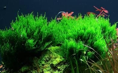 Flame Moss (Taxiphyllum sp. 'Flame') Portion - Live Aquarium  Plant - Low Maintenance