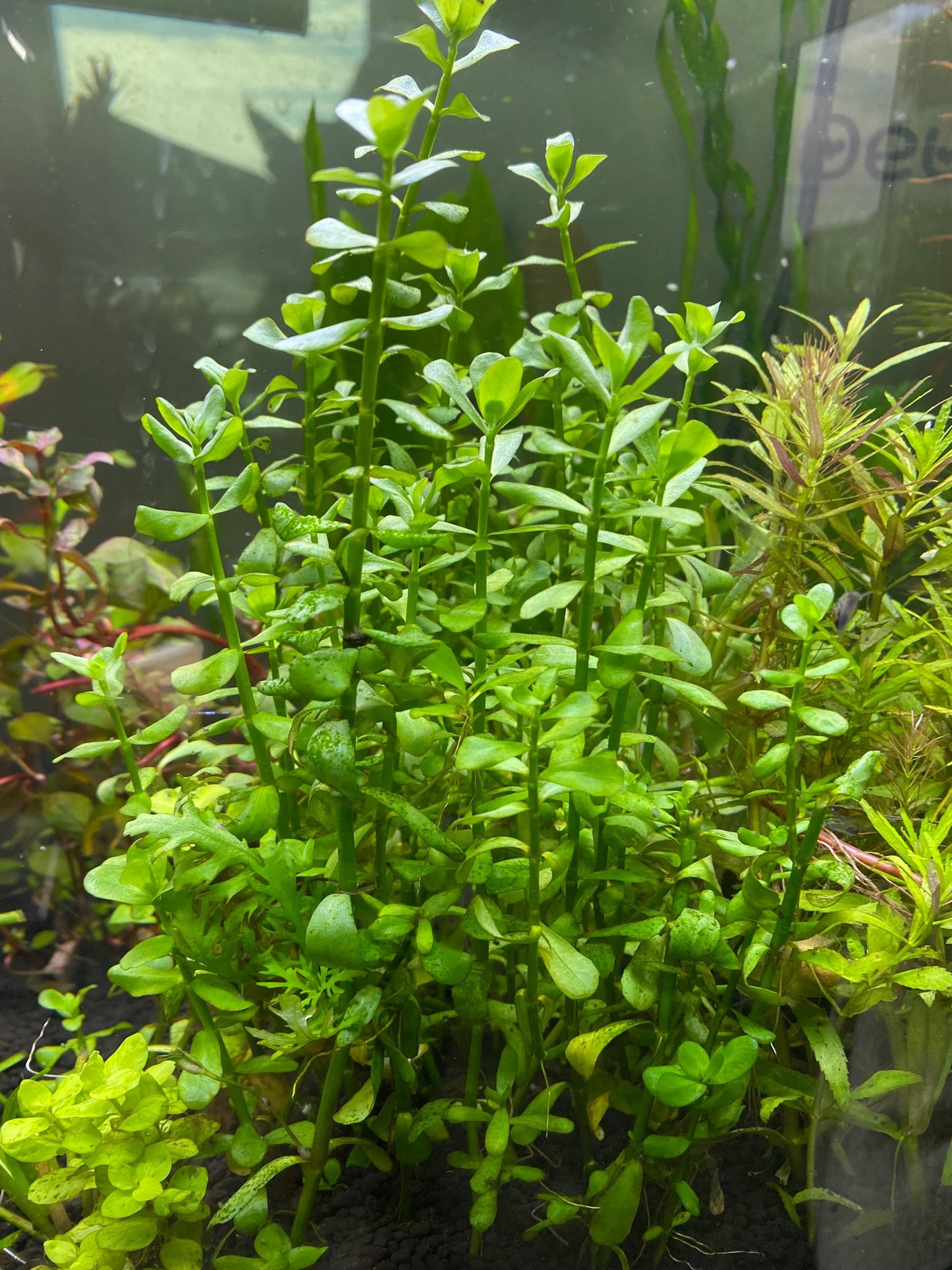 Moneywort – Bright Green, Easy Live Aquarium Plant (Bacopa monnieri)